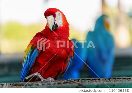 scarlet macaw (Ara macao), red parrot 110436388