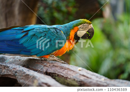 blue-and-yellow macaw (Ara ararauna), also known as the blue-and-gold macaw on wood tree branch 110436389