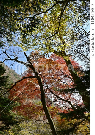 通往鹽原谷天狗岩的山路周圍的秋葉森林 通往鹽原谷天狗岩的山路周圍的秋葉森林 110436469