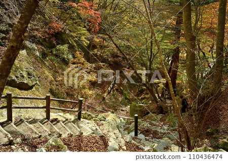 通往鹽原溪谷天狗岩的山路上,一片秋葉森林 通往鹽原溪谷天狗岩的山路上,一片秋葉森林 110436474