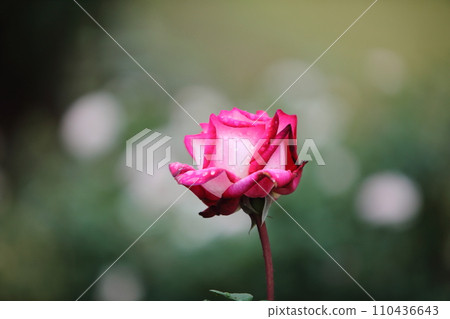 荒尾市少女公民花壇玫瑰花, 荒尾市少女公民花壇玫瑰花, 110436643