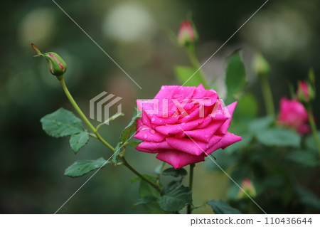 Arao City Ominous Citizen Flower Bed Rose Flower, 110436644