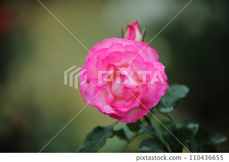 荒尾市少女公民花壇玫瑰花， 110436655