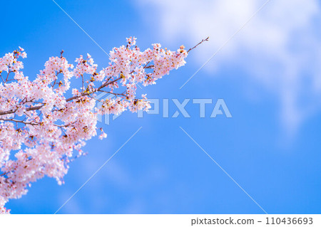 [櫻花素材]忍野村的櫻花和藍天[山梨縣] 110436693