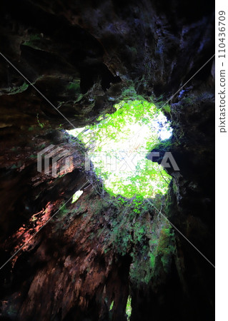 屋久島威爾遜分享 110436709