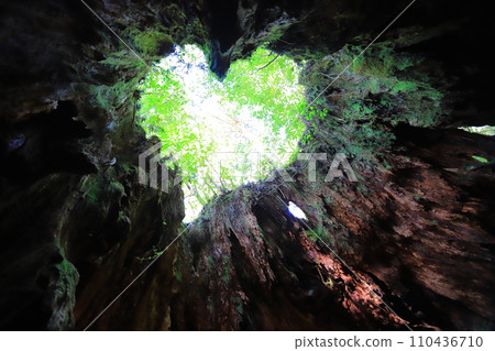 Yakushima Wilson shares 110436710