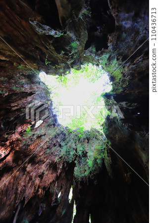 Yakushima Wilson shares 110436713