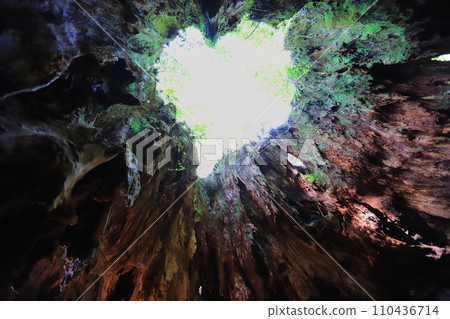 屋久島威爾遜分享 110436714