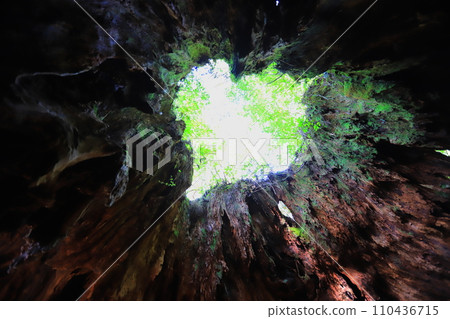 屋久島威爾遜分享 110436715