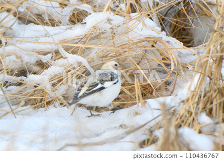 A snow bunting eats dried grass on the snow on the Notsuke Peninsula, Hokkaido. A snow bunting eats dried grass on the snow on the Notsuke Peninsula, Hokkaido. 110436767