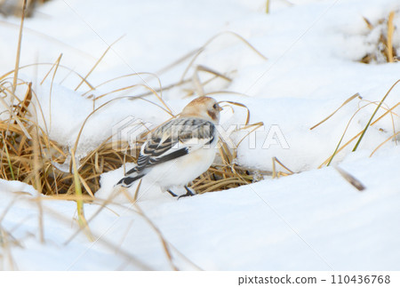 A snow bunting eats dried grass on the snow on the Notsuke Peninsula, Hokkaido. A snow bunting eats dried grass on the snow on the Notsuke Peninsula, Hokkaido. 110436768