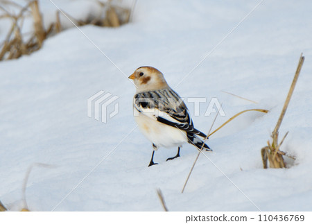 A snow bunting eats dried grass on the snow on the Notsuke Peninsula, Hokkaido. A snow bunting eats dried grass on the snow on the Notsuke Peninsula, Hokkaido. 110436769