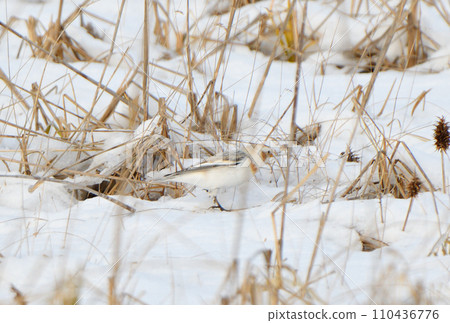 A snow bunting eats dried grass on the snow on the Notsuke Peninsula, Hokkaido. A snow bunting eats dried grass on the snow on the Notsuke Peninsula, Hokkaido. 110436776