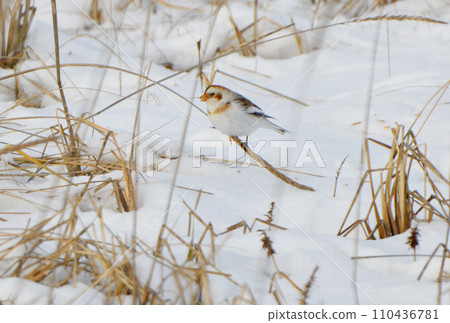 A snow bunting eats dried grass on the snow on the Notsuke Peninsula, Hokkaido. A snow bunting eats dried grass on the snow on the Notsuke Peninsula, Hokkaido. 110436781
