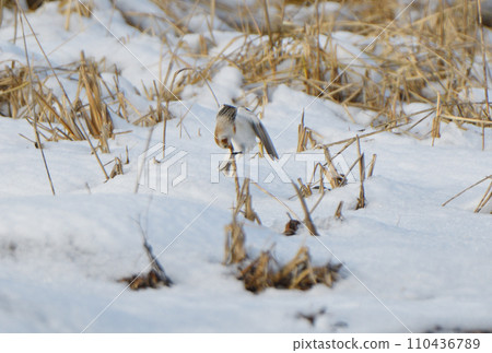 A snow bunting eats dried grass on the snow on the Notsuke Peninsula, Hokkaido. A snow bunting eats dried grass on the snow on the Notsuke Peninsula, Hokkaido. 110436789