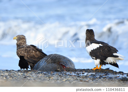 Steller's sea eagle and white-tailed eagle try to eat a seal washed up on the coast of Notsuke Peninsula, Hokkaido Steller's sea eagle and white-tailed eagle try to eat a seal washed up on the coast of Notsuke Peninsula, Hokkaido 110436811