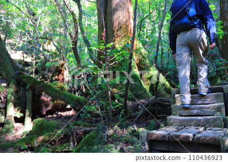 屋久島登山 屋久島登山 110436923
