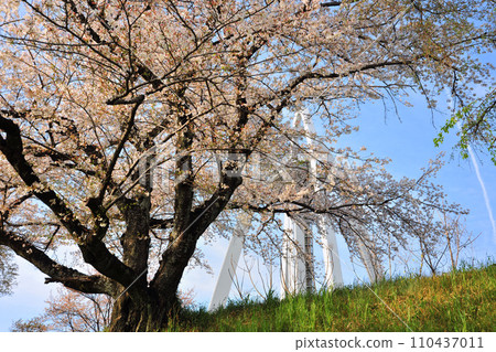 138 Tower Park cherry blossoms 138 Tower Park cherry blossoms 110437011