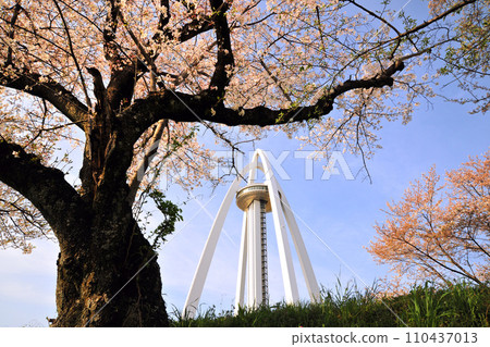 138 Tower Park cherry blossoms 138 Tower Park cherry blossoms 110437013