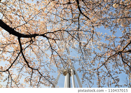 138 Tower Park cherry blossoms 138 Tower Park cherry blossoms 110437015