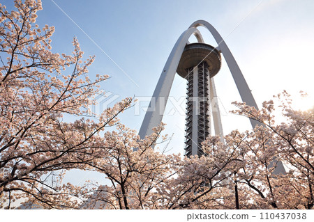 138 Tower Park cherry blossoms 138 Tower Park cherry blossoms 110437038