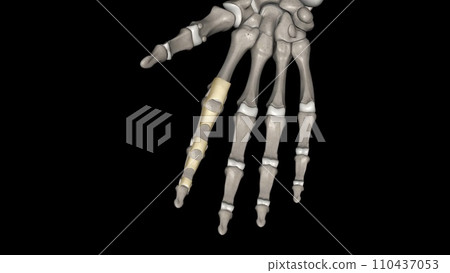 The annular ligament is a complex structure formed from the capsule, lateral collateral ligamentous complex 110437053