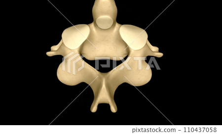 The Axis (C2 vertebra) also known as epistropheus forms the pivot upon which the first cervical vertebra (the Atlas) 110437058