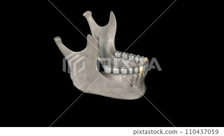 The mandibular canine is the tooth located distally from both mandibular lateral incisors The mandibular canine is the tooth located distally from both mandibular lateral incisors 110437059