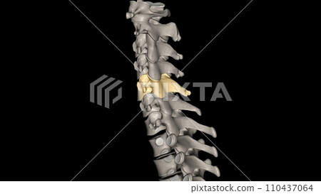 C5 provides sensation to the upper part of your upper arm down to your elbow C5 provides sensation to the upper part of your upper arm down to your elbow 110437064