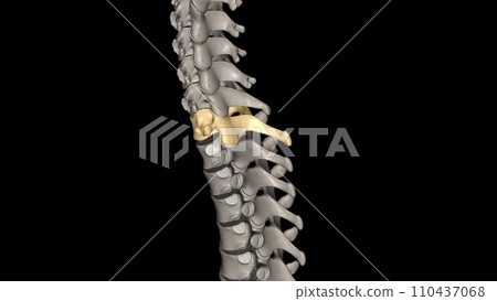 The 7th cervical (C7) vertebra is the largest and most inferior vertebra in the neck region The 7th cervical (C7) vertebra is the largest and most inferior vertebra in the neck region 110437068