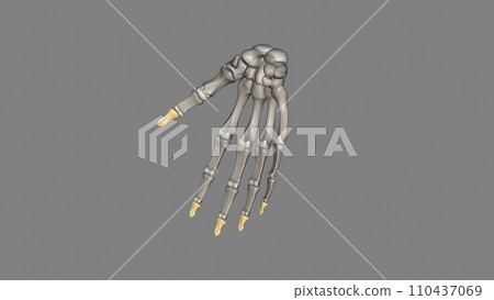 The thumb distal phalanx is a short bone with a rounded tuft at the end that makes a joint with the proximal phalanx The thumb distal phalanx is a short bone with a rounded tuft at the end that makes a joint with the proximal phalanx 110437069