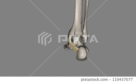 The flexor retinaculum of the foot extends from the medial malleolus above, to the calcaneus below The flexor retinaculum of the foot extends from the medial malleolus above, to the calcaneus below 110437077