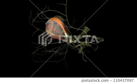 The levator palpebrae superioris is the muscle in the orbit that elevates the upper eyelid. Levator palpebrae superioris The levator palpebrae superioris is the muscle in the orbit that elevates the upper eyelid. Levator palpebrae superioris 110437097