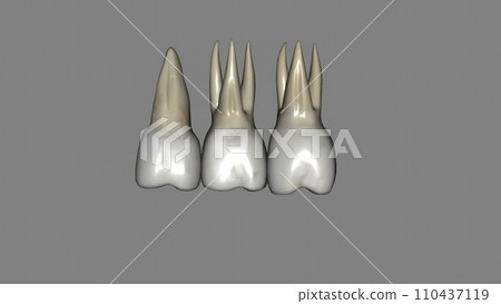 The maxillary first molars are three rooted, two buccal and one palatal The maxillary first molars are three rooted, two buccal and one palatal 110437119