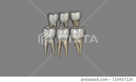 The mandibular molars perform the major portion of the work The mandibular molars perform the major portion of the work 110437120