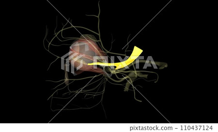 Eye movement; pupil constriction. Trochlear Nerve, Eye movement . 110437124
