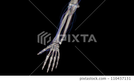 The radial veins originate in the dorsum of the hand from the lateral part of the deep palmar venous arch 110437131