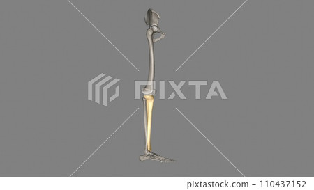 The tibia is the shinbone, the larger of the two bones in the lower leg 110437152