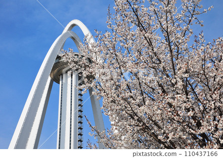 138 Tower Park cherry blossoms 138 Tower Park cherry blossoms 110437166