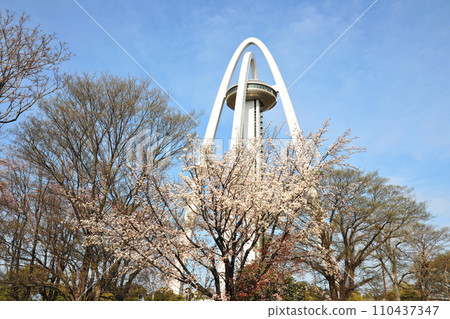 138 Tower Park cherry blossoms 138 Tower Park cherry blossoms 110437347