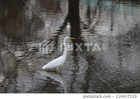 A white heron pauses in the shallow waters of the Moto-Arakawa River near Hasuda City, Saitama Prefecture in winter. 110437519