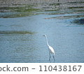 一隻蒼鷺在河裡尋找食物 110438167