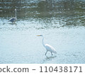 一隻大白鷺在河裡行走，一隻灰鷺盯著它 110438171