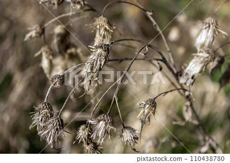 Dry prickly weeds, milk thistle in a field in autumn. Selective focus. Dry prickly weeds, milk thistle in a field in autumn. Selective focus. 110438780