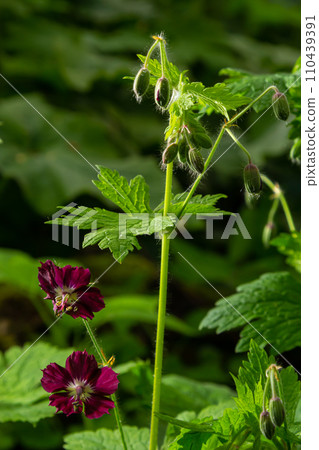 Dark purple dusky flowers in the garden, selective focus with green bokeh background - Geranium faeum Dark purple dusky flowers in the garden, selective focus with green bokeh background - Geranium faeum 110439391
