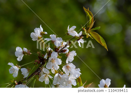 Selective focus of beautiful branches of cherry blossoms on the tree under blue sky, Beautiful Sakura flowers during spring season in the park, Floral pattern texture, Nature background Selective focus of beautiful branches of cherry blossoms on the tree under blue sky, Beautiful Sakura flowers during spring season in the park, Floral pattern texture, Nature background 110439411