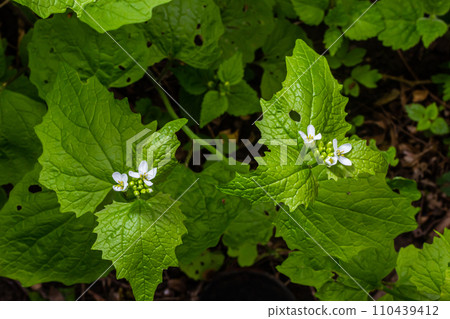 Garlic mustard flowers Alliaria petiolata close up. Alliaria petiolata, or garlic mustard, is a biennial flowering plant in the mustard family Brassicaceae Garlic mustard flowers Alliaria petiolata close up. Alliaria petiolata, or garlic mustard, is a biennial flowering plant in the mustard family Brassicaceae 110439412