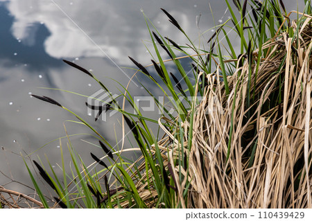 Carex acuta - found growing on the margins of rivers and lakes in the Palaearctic terrestrial ecoregions in beds of wet, alkaline or slightly acid depressions with mineral soil 110439429