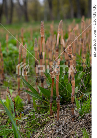 Equisetum arvense, the field horsetail or common horsetail, is an herbaceous perennial plant of the family Equisetaceae. Horsetail plant Equisetum arvense Equisetum arvense, the field horsetail or common horsetail, is an herbaceous perennial plant of the family Equisetaceae. Horsetail plant Equisetum arvense 110439430