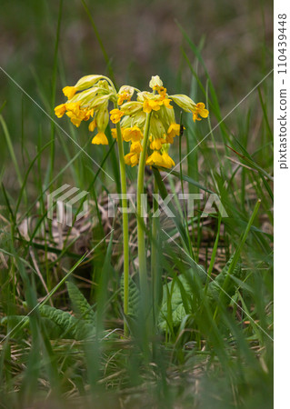 Yellow Primula veris cowslip, common cowslip, cowslip primrose on soft green background.Selective focus 110439448